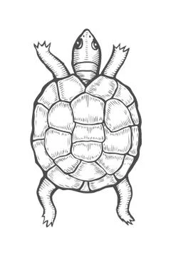 Sea turtle illustration Illustrazione stock