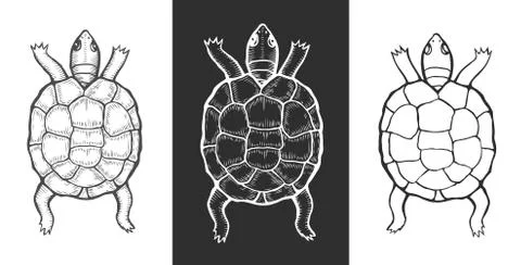 Sea turtle illustration Stock Illustration