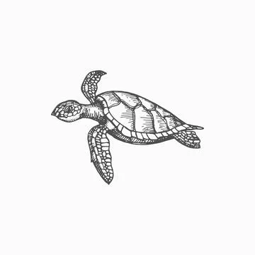 Sea turtle isolate endangered tortoise sketch icon イラスト素材