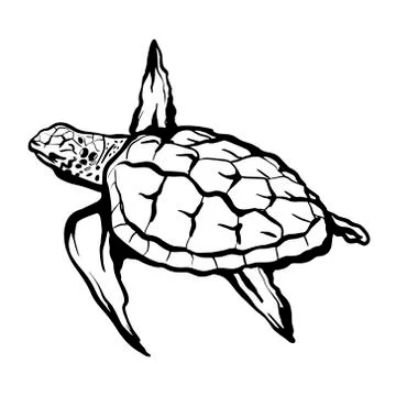 Sea turtle isolated on a white background. Hand-drawn vector illustration イラスト素材