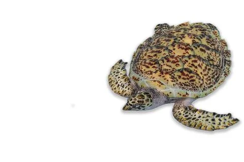Sea Turtle on isolated white background. Stock Photos