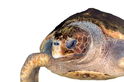 Sea turtle isolated on a white background Stock-Fotos