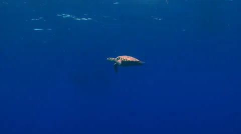 Sea turtle just below surface swimming Stock Footage 1068895