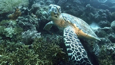 Sea turtle kissing camera. Видео 72522455