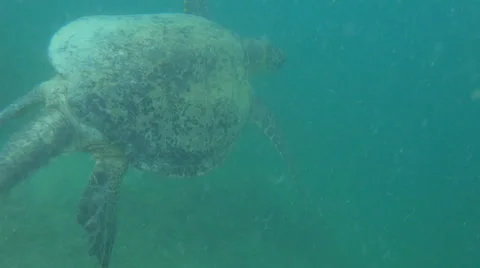 Sea turtle large tail Stock Footage 61034017