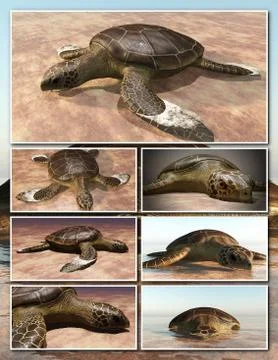 Sea turtle laying eggs on the beach - collage 3d rendering Stock Illustration