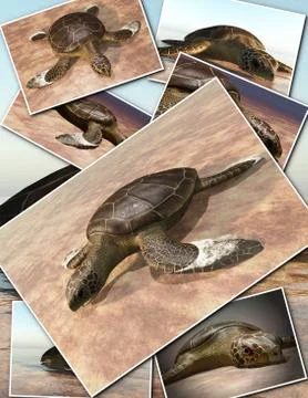Sea turtle laying eggs on the beach - collage 3d rendering Stock Illustration