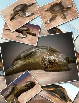 Sea turtle laying eggs on the beach - collage 3d rendering Stock Illustration