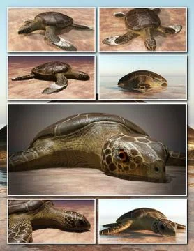 Sea turtle laying eggs on the beach - collage 3d rendering Illustrazione stock