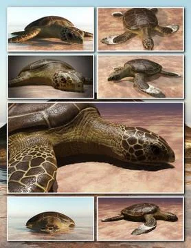 Sea turtle laying eggs on the beach - collage 3d rendering Stock Illustration
