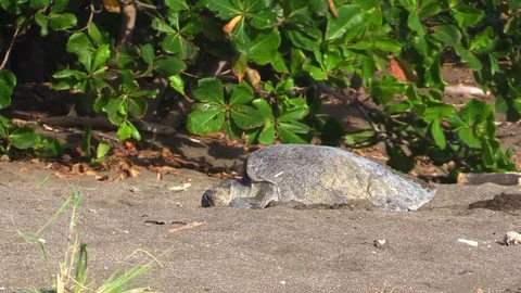 Sea turtle laying the eggs to the sand Stock Footage 81532225