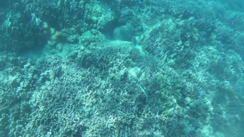 Sea Turtle Laying on Ocean Floor Among Coral with Skinny Fish (Trumpetfish) Stock Footage 329724369