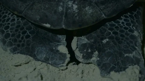 Sea Turtle Lays Eggs Stock Footage 58102361