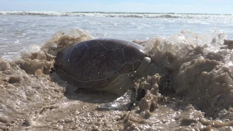 This sea turtle - Loggerhead turtle (Caretta caretta) is dying now Stock Footage 123140592