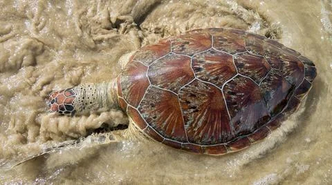 This sea turtle - Loggerhead turtle (Caretta caretta) is dying now as result  Foto stock