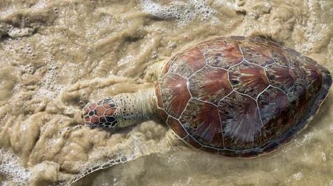 This sea turtle - Loggerhead turtle (Caretta caretta) is dying now as result  Foto stock