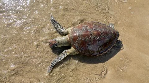 This sea turtle - Loggerhead turtle (Caretta caretta) is dying now as result  Stock Photos