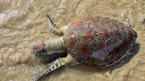 This sea turtle - Loggerhead turtle (Caretta caretta) is dying now as result  Foto stock