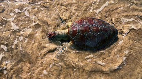 This sea turtle - Loggerhead turtle (Caretta caretta) is dying now as result  Foto stock