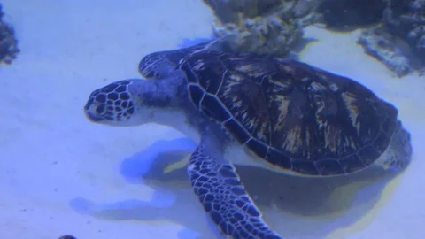 Sea Turtle Looking for Food Stock Footage 83783482