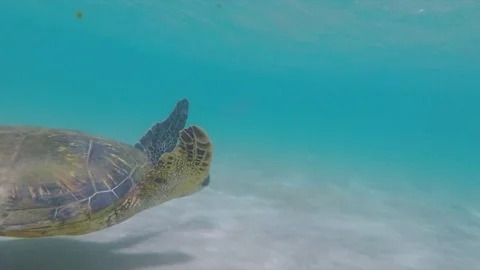 Sea turtle looks at camera Video stock 83873151