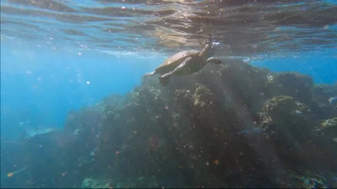 Sea Turtle in Maui waters 스톡 동영상 200792267