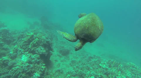 Sea Turtle with Missing Fin Stock Footage 25242772