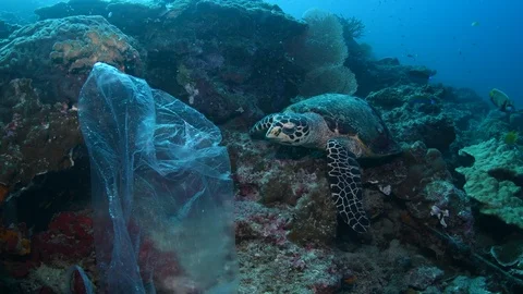 Sea turtle mistakes plastic bag for food in tropical coral reef Stock Footage