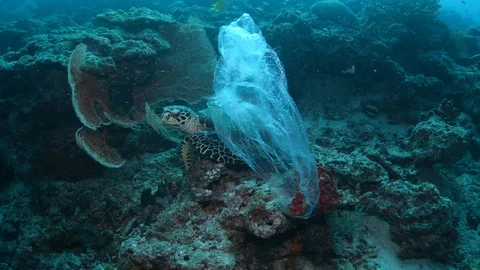 Sea turtle mistakes plastic bag for food in tropical coral reef Stock Footage