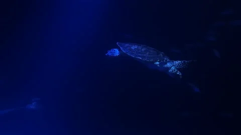 The sea turtle moves from the left in the dark blue water- Stock Footage 146610026
