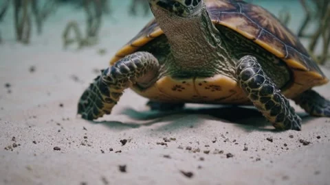 Sea Turtle Moving Across Sandy Ocean Floor in Shallow Water Stock Footage 313847464