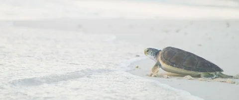 Sea turtle moving in the sea waves at the shore Stock Footage