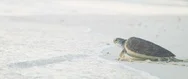 Sea Turtle Moving In The Sea Waves At The Shore Stock Footage