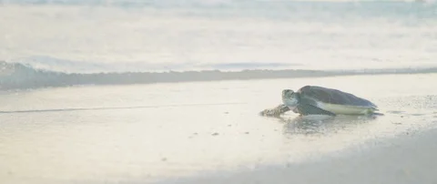Sea turtle moving in the sea waves at the shore Stock-Footage 102194220