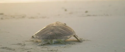 Sea turtle moving on the wet sand Stock-Footage 102192550
