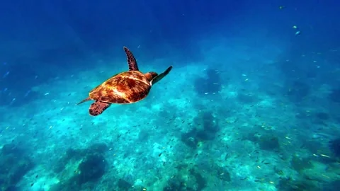 Sea turtle n many fish swim under deep blue ocean water, 4k slow motion Stock Footage 258649344