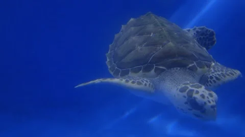 Sea turtle navigating the clear blue ocean Stock Footage 319205628