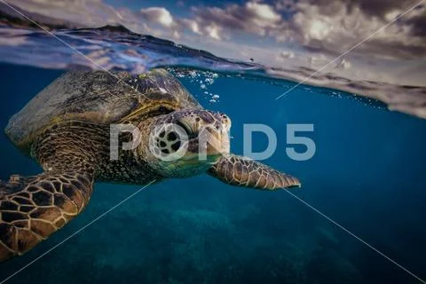 Sea turtle near water surface. Closeup portrait of aquatic animal Stock Photos