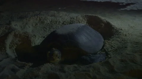 Sea Turtle Nesting 4 Stock Footage 58102823