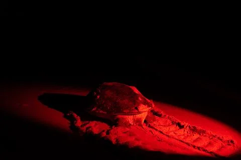 Sea turtle nesting on beach sand at night in oman Fotos de archivo