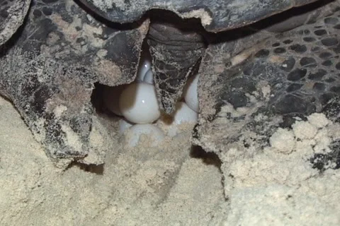 Sea Turtle Nesting Stock Footage 1180981