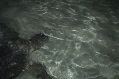 Sea Turtle Nesting Stock Footage 1181121