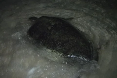 Sea Turtle Nesting Stock Footage 1181144