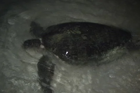 Sea Turtle Nesting Stock Footage 1181194