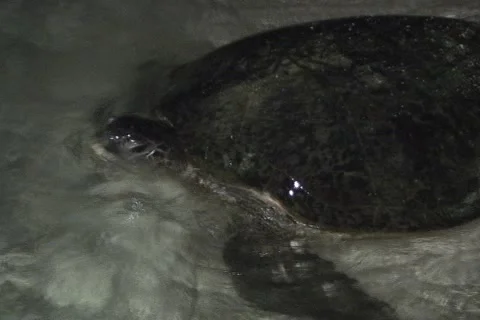 Sea Turtle Nesting Stock Footage 1181210