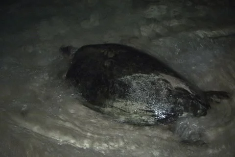 Sea Turtle Nesting Stock Footage 1181298