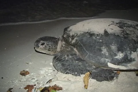 Sea Turtle Nesting Stock Footage 1181342