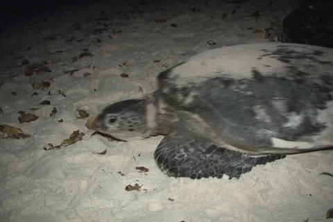 Sea Turtle Nesting Stock Footage 1181373