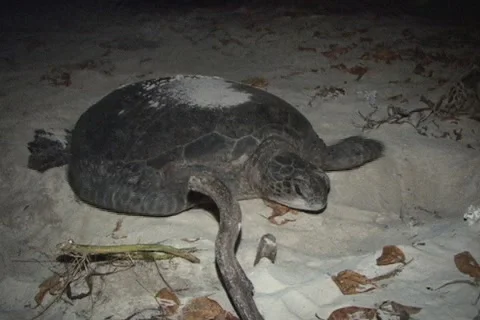 Sea Turtle Nesting Stock Footage 1181399