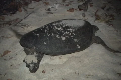 Sea Turtle Nesting Stock Footage 1181444